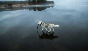 داستان-آموزنده-راه-رفتن-سگ-روی-آب