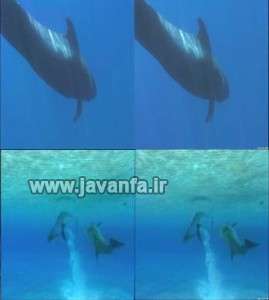 imax-dolphjins-whals-screenshot-javanfa-ir